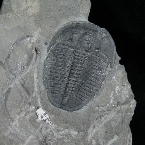 Elrathia Trilobite In Matrix - Utah #6730